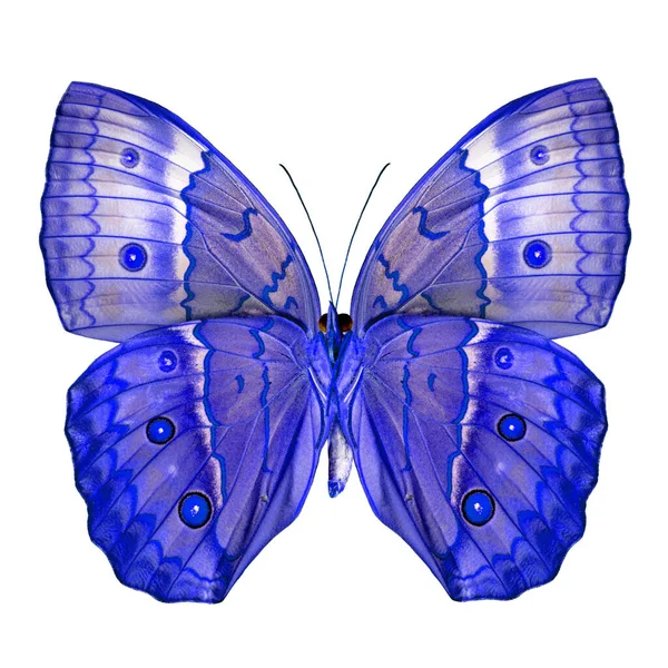 Εξωτική Μπλε Πεταλούδα Καμπότζη Junglequeen Πεταλούδα Φανταχτερό Χρώμα Απομονώνονται Λευκό — Φωτογραφία Αρχείου