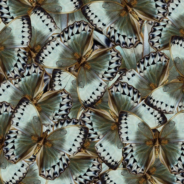 Exotic Grey Green Background Made Cambodian Junglequeen Butterflies — 스톡 사진