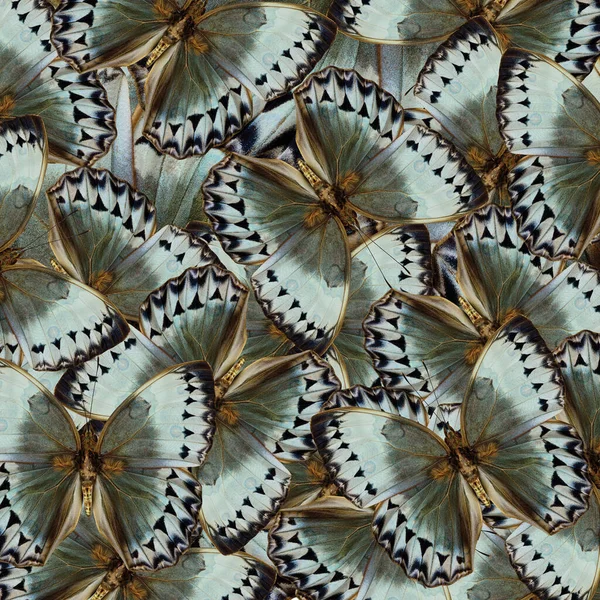 Exotic Grey Pale Green Background Made Cambodian Junglequeen Butterflies Greatest — Stok Foto