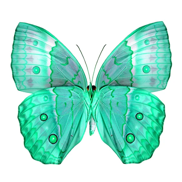 Exotic Light Green Butterfly Камбоджійський Метелик Junglequeen Ізольований Білому Тлі — стокове фото