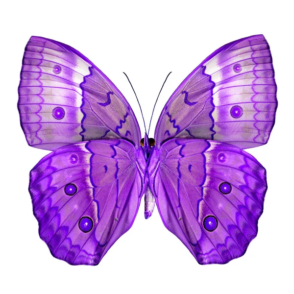 Exotic Purple Butterfly Cambodia Junglequeen Butterfly Fancy Color Isolated White — Stock Photo, Image