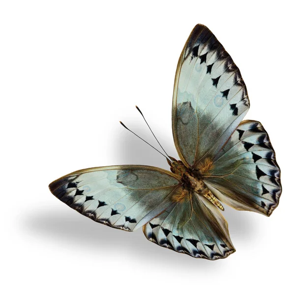 Grace Flying Blue Grey Butterfly Junglequeen อหายากของประเทศไทย — ภาพถ่ายสต็อก