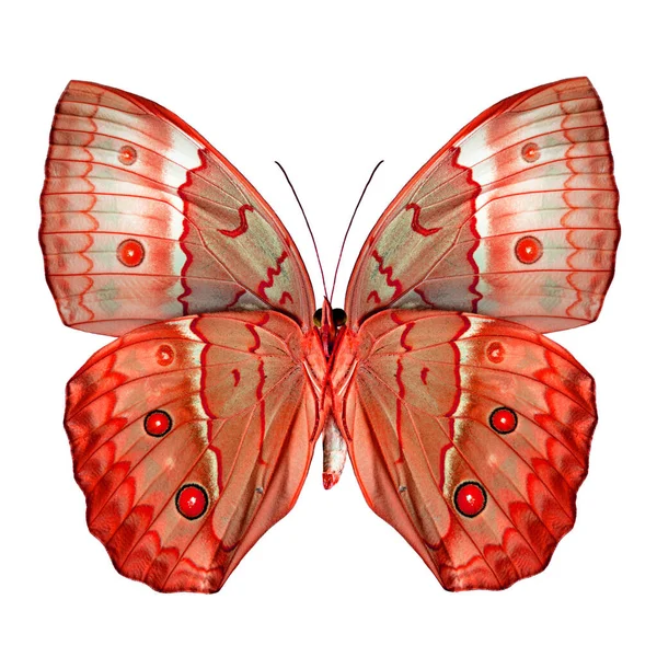 Exotic Red Butterfly Cambodia Junglequeen Butterfly Fancy Color Isolated White — Stock Fotó