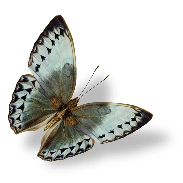 Летающая Серая Бледно Голубая Бабочка Cambodia Flequeen Редчайшая Бабочка Найденная — стоковое фото