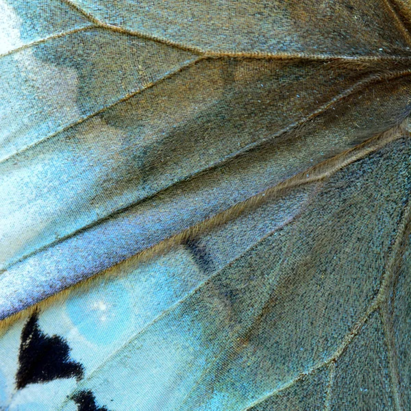 Pale Blue Grey Background Part Cambodian Junglequeen Butterfly Back Wing — Zdjęcie stockowe