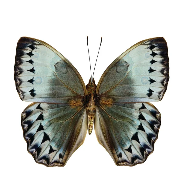 Most Beautiful Cambodia Junglequeen Butterfly Upper Wing Portion Natural Color — Stock Fotó