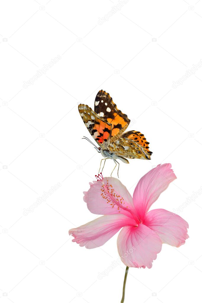Painted lady, most beautiful red to orange camouflage butterfly touching pink hibiscus flower isolated on white background