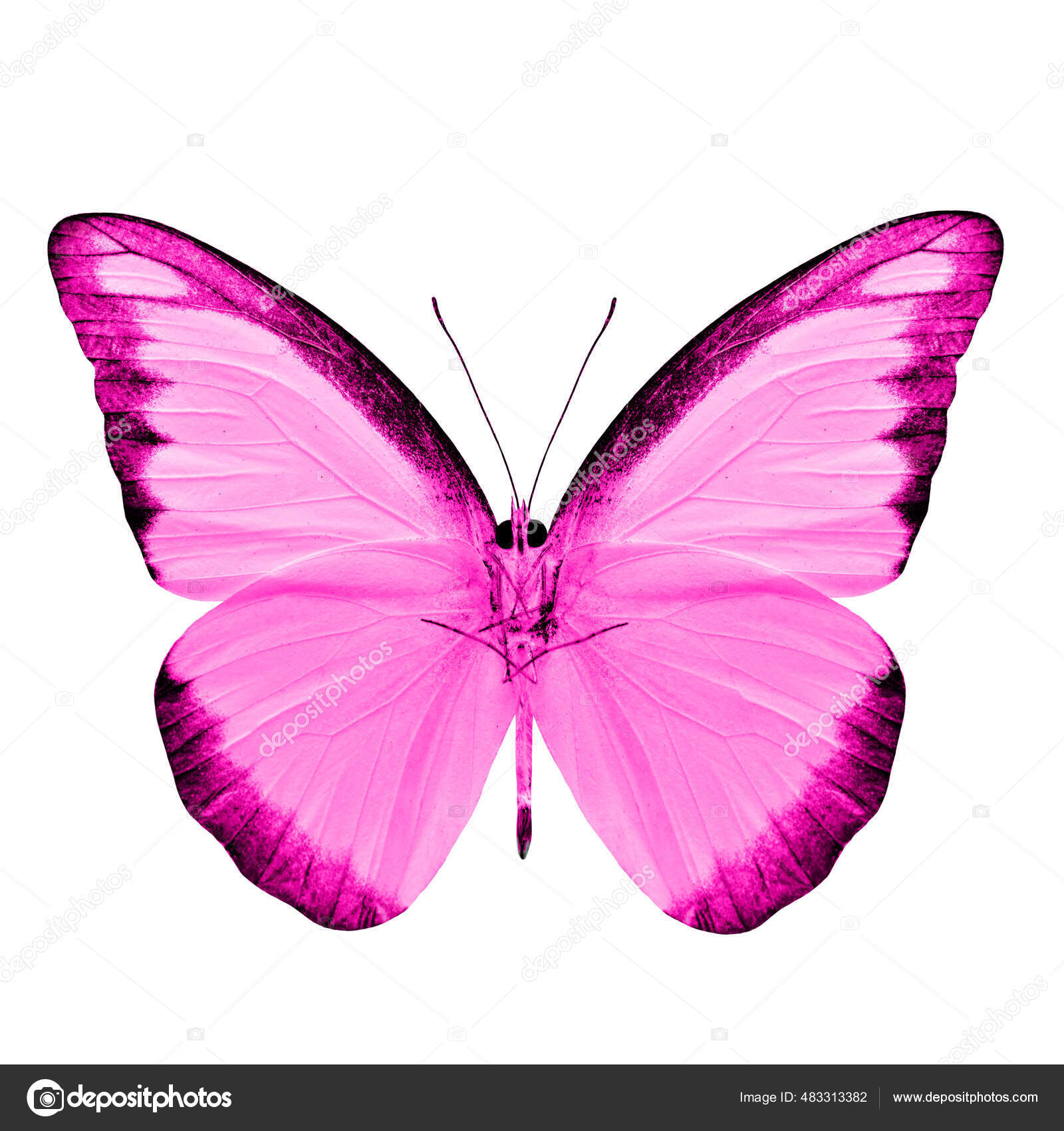 Borboleta Rosa Bonita Albatroz Chocolate Perfil Cor Extravagante