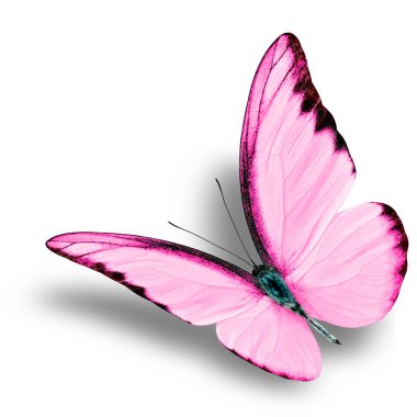 Beyaz arka planda güzel uçan pembe kelebek yumuşak gölgeli (Egzotik renk profilli çikolata albatros))