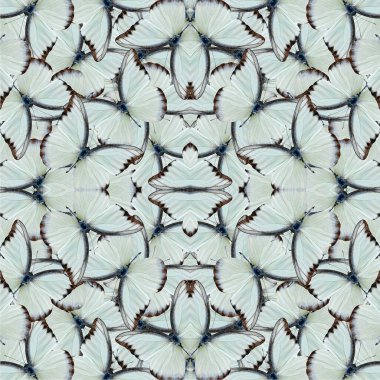 Güzel Gri ve Solgun Yeşil Kusursuz Albatros Kelebeklerinden yapılmış Üst kanat dokusu
