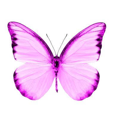 Güzel Pembe Kelebek beyaz arka planda izole edilmiş