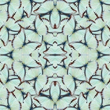 Soluk Yeşil Kusursuz Arkaplan Çikolata Albatros Kelebeklerinden yapılma üst kanat dokusundan
