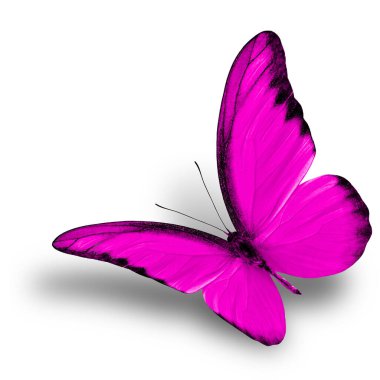 Havalı pembe kelebekli egzotik çikolatalı albatros yumuşak gölgeli beyaz arka planda izole edilmiş, güzel doğa.