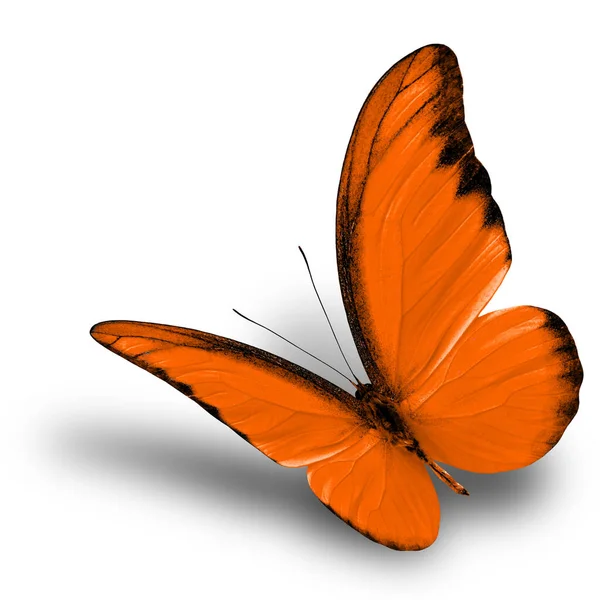 Beyaz Arka Planda Uçan Güzel Turuncu Kelebek Yumuşak Gölgesi Süslü — Stok fotoğraf