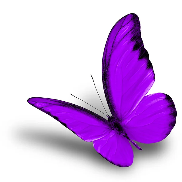 Beau Papillon Volant Violet Sur Fond Blanc Avec Ombre Douce — Photo