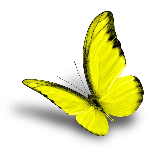 Mooie Vliegende Gele Vlinder Witte Achtergrond Met Zachte Schaduw Chocolade — Stockfoto