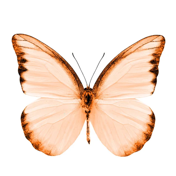 Hermosa Mariposa Naranja Aislada Sobre Fondo Blanco —  Fotos de Stock