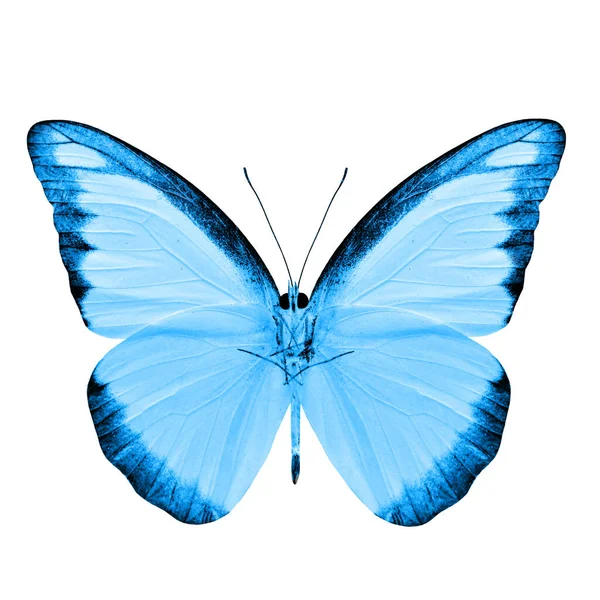 Beautiful Pale Blue Butterfly Chocolate Albatross Fancy Color Profile Isolated — Stock Photo, Image