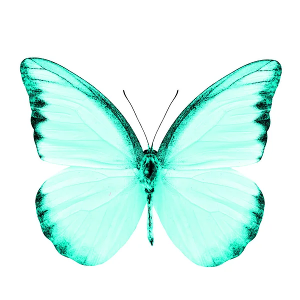 Bella Farfalla Blu Pallido Isolato Sfondo Bianco — Foto Stock