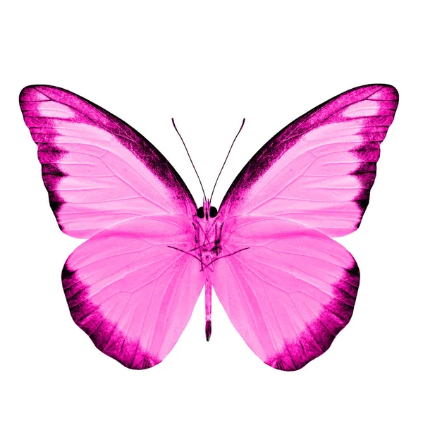 Beautiful Pink Butterfly Chocolate Albatross Fancy Color Profile Isolated White — Stock Photo, Image
