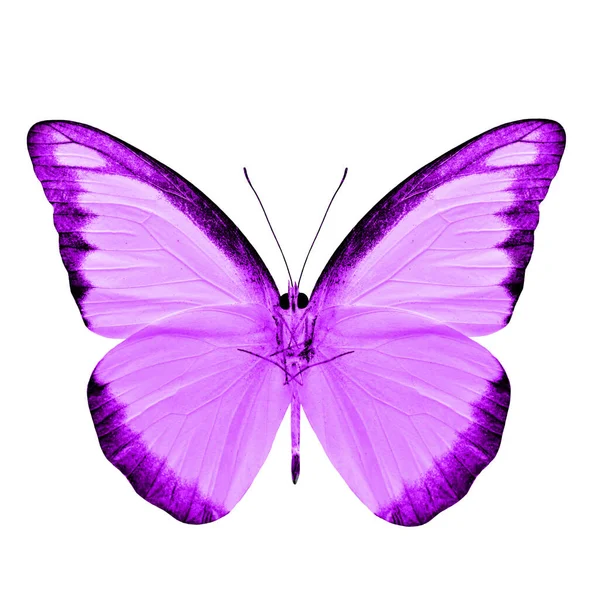 美丽的紫色蝴蝶 巧克力信天翁 色彩艳丽 与白色背景隔离 — 图库照片