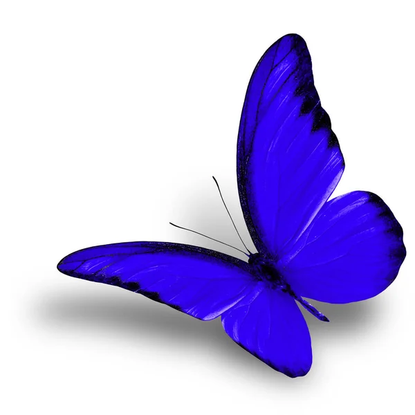 异国情调的巧克力信天翁 飘扬着深蓝色的蝴蝶 与白色的背景隔离 有着柔和的遮掩 美丽的自然 — 图库照片