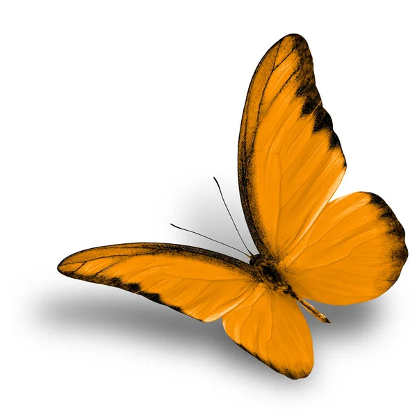 Exotic Chocolate Albatross Fancy Flying Orange Butterfly Isolated White Background — Stok Foto