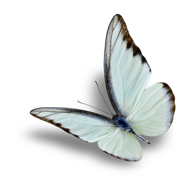 Beautiful Flying White Butterfly Chocolate Albatross Appias Lyncida Nice Soft —  Fotos de Stock