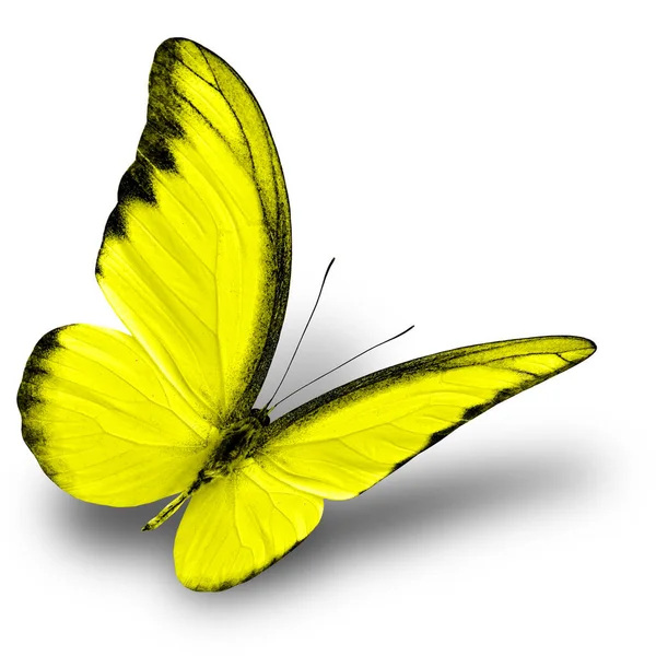 Beautiful Butterfly Chocolate Albatross Appias Lyncida Fancy Yellow Color White Stock Picture