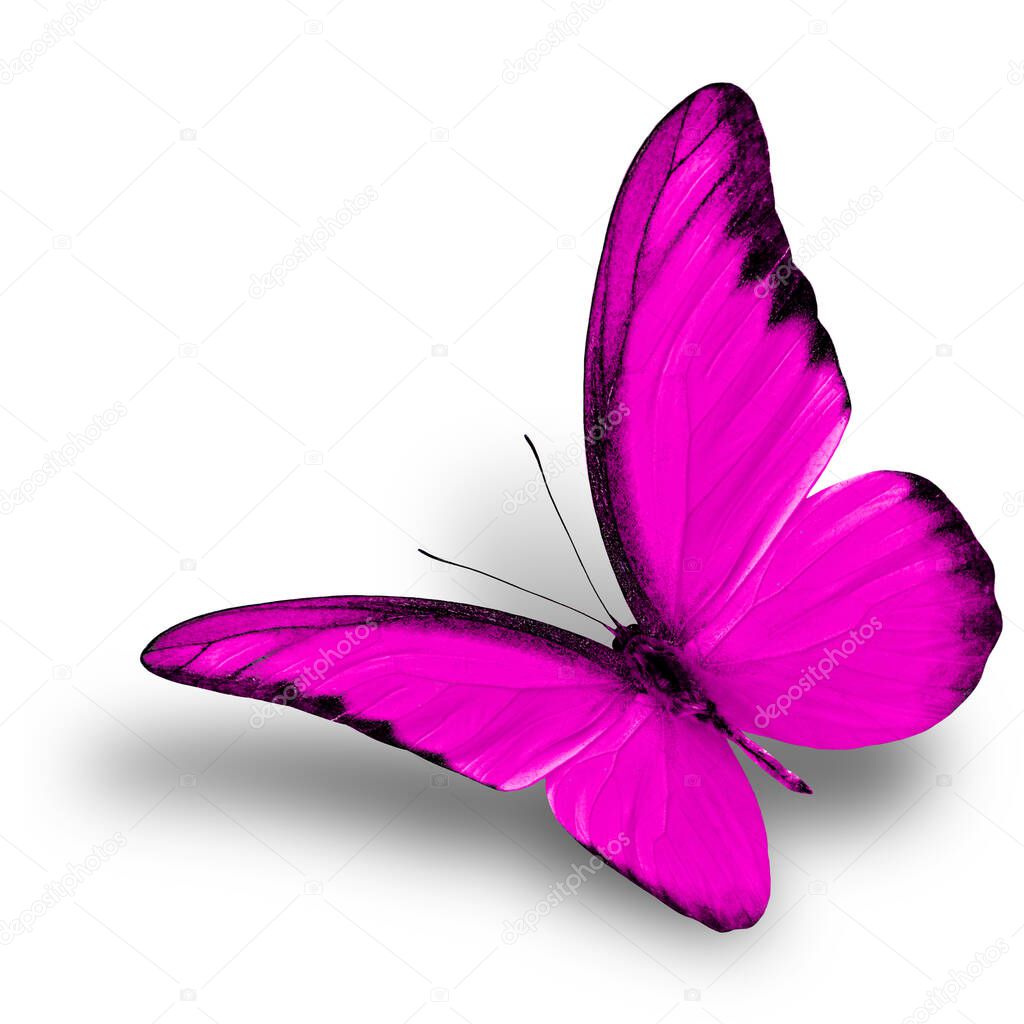 Exotic Chocolate Albatross in fancy flying pink butterfly isolated on white background with soft shadown, the beautiful nature
