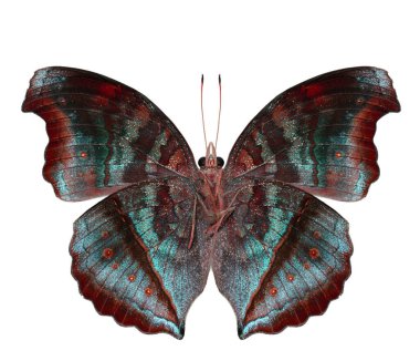 Güzel Kırmızı Kelebek (Çikolatalı Pansy) beyaz arka planda izole