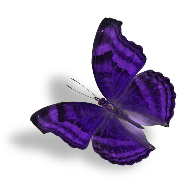 Όμορφη Πετώντας Violet Butterfly Chocolate Pansy Απομονώνονται Λευκό Φόντο Απαλή — Φωτογραφία Αρχείου