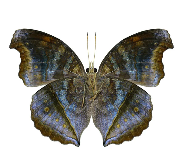 Крупным Планом Шоколадной Голубой Бабочки Нижняя Часть Крыла Натуральном Цветовом — стоковое фото