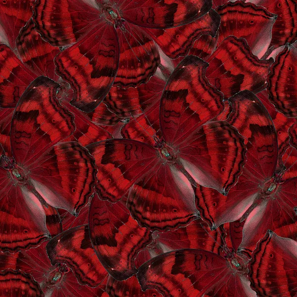 チョコレートパンジー蝶から作られたエキゾチックな赤の背景テクスチャは素晴らしいデザイン形式で — ストック写真
