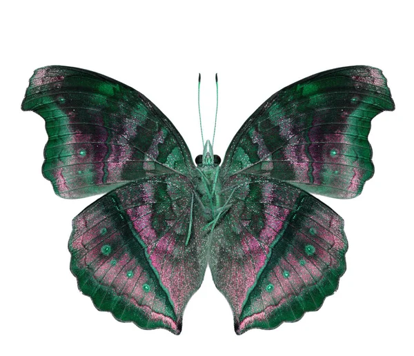 Green Pink Butterfly Chocolate Pansy Isolated White Background — Stock fotografie