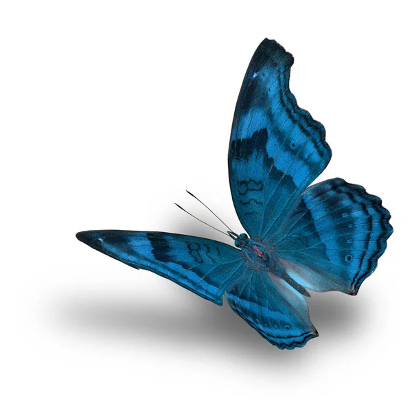 Beautiful Flying Metal Turquoise Blue Butterfly White Background Soft Shadow — Stock Photo, Image