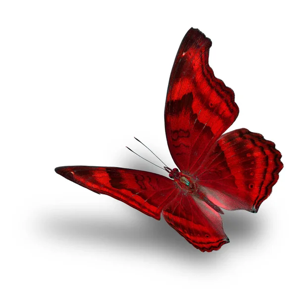 Den Vakre Flygende Røde Sommerfuglen Hvit Bakgrunn Med Myk Skygge stockbilde