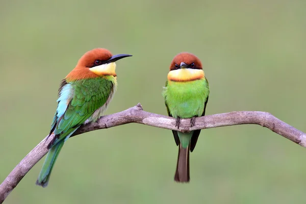 Пара Красивих Зелених Птахів Коричневою Головою Одній Дерев Яній Гілці — стокове фото