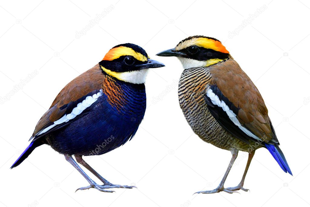 elegant of beautiful pair malayan banded pitta both male and female in breeding season with perfect plumages isolated on white background