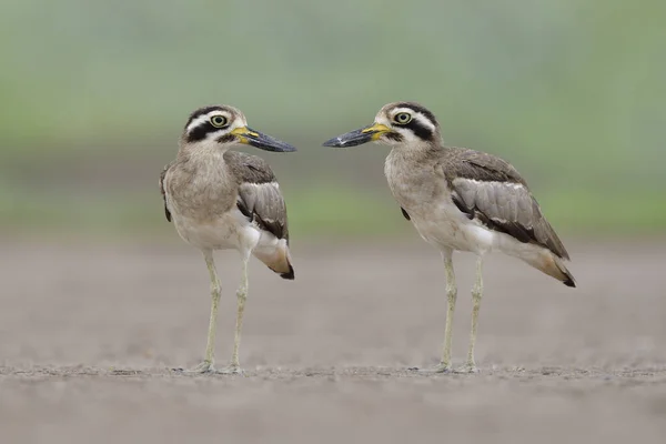 Paar Große Dickknie Esacus Recurvirostris Hässliche Große Schnäbel Vögel Stehen — Stockfoto