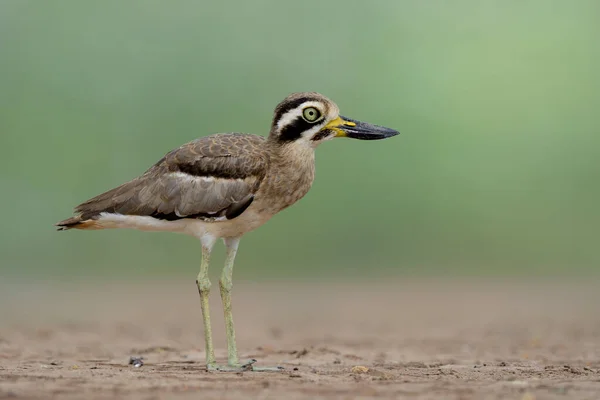 Großer Brachvogel Oder Dickknievogel Esacus Recurvirostris Lustiger Grauer Vogel Mit — Stockfoto