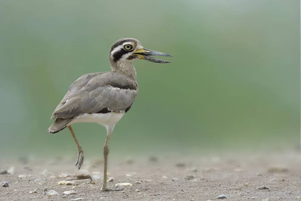 Walking Cloud Great Thick Knee Stone Curlew Esacus Recurvirostris Camouflage — Stock Photo, Image