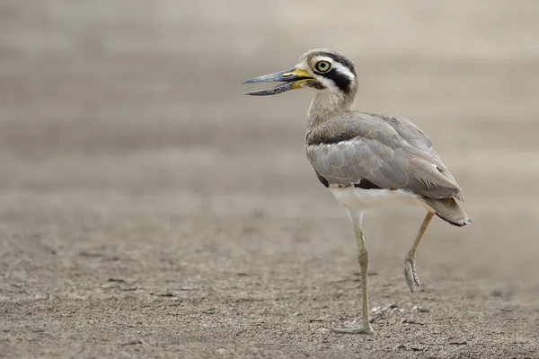 Schöner Brauner Vogel Auf Einzelnen Füßen Der Über Sauberem Offenem — Stockfoto