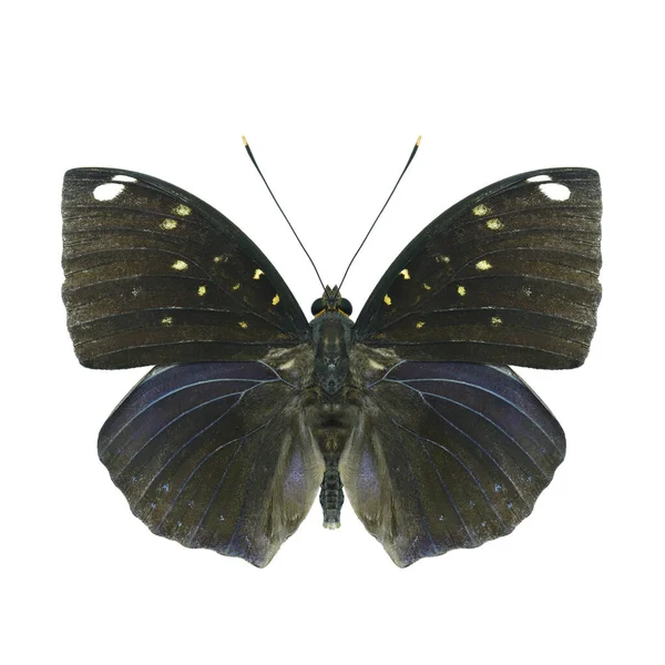 Achtervleugel Van Blauwe Vlek Aartshertog Lexias Albopunctata Mooie Donkerblauwe Vlinder — Stockfoto
