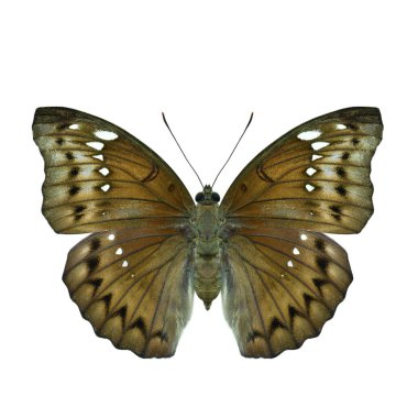 Beyaz arka planda izole edilmiş güzel kahverengi kamuflaj desenleri olan bantlı marki (öthalia teuta) kadın formu