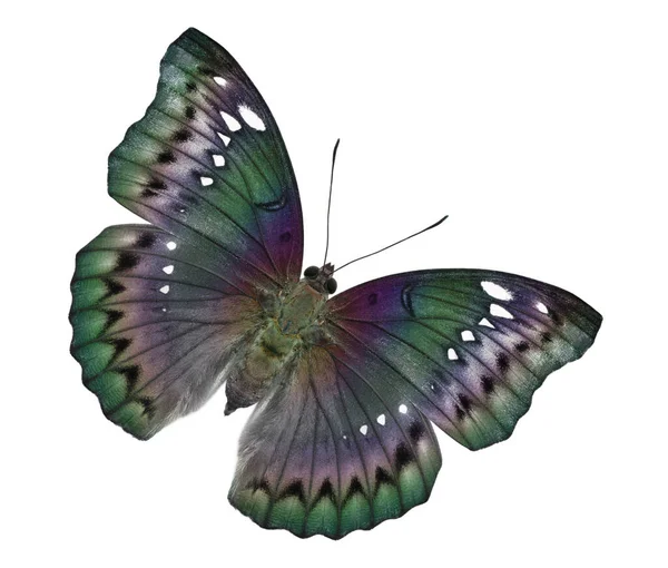 Bella Farfalla Fantasia Con Più Colori Sulle Ali Scale Modalità — Foto Stock