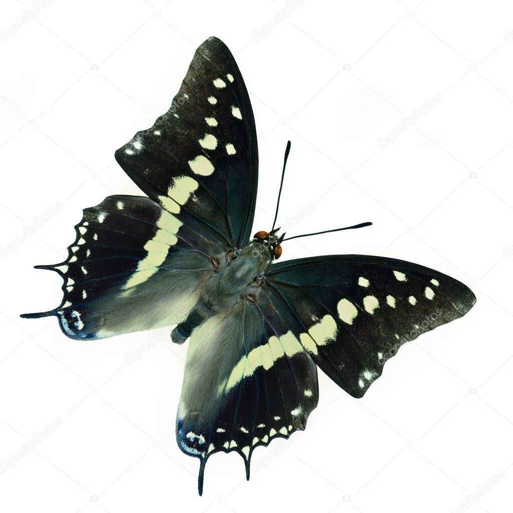 beuatiful dark to grey wings butterfly with pale yellow and white stripe isolated on white backgroiund, black rajah (Charaxes solon)