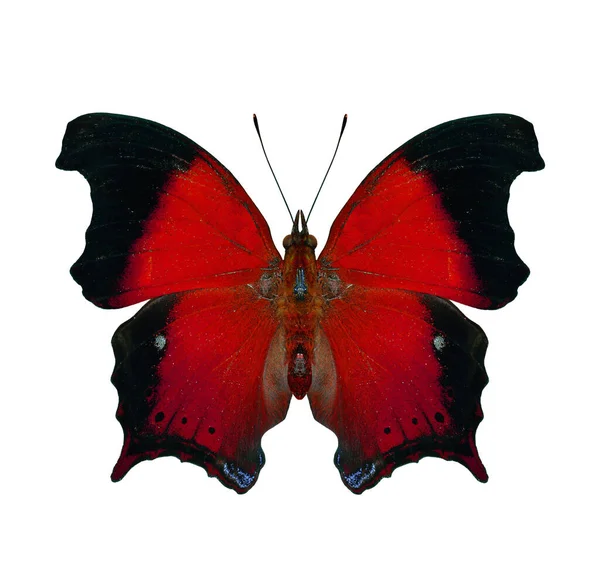 Krásný Černý Červený Motýl Efektní Barevné Úpravy Nad Bílým Pozadím — Stock fotografie