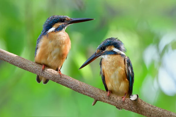 Amitié Dans Habitat Naturel Couple Martin Pêcheur Alcedo Atthis Perchant — Photo