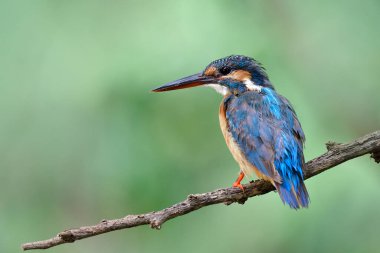 Gagalı egzotik mavi kuş ve kaşları gururla tahta dallara tünemiş güzel yeşil arka plan, ortak kralbalıkçı
